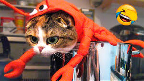 Funny animals - Funny cats / dogs - Funny animal videos