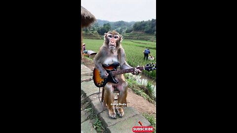 monkey Guitar koplo