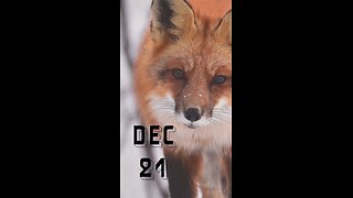 The Shortest Day, The Longest Peace