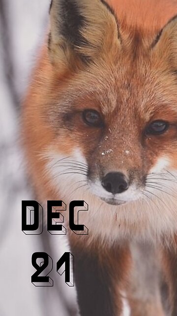 The Shortest Day, The Longest Peace