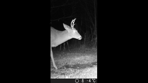 Deer Cam Photos December 2025 Bucks Does Fox Raccoon Opossum Rabbit Cat. Game Cam Trail Camera
