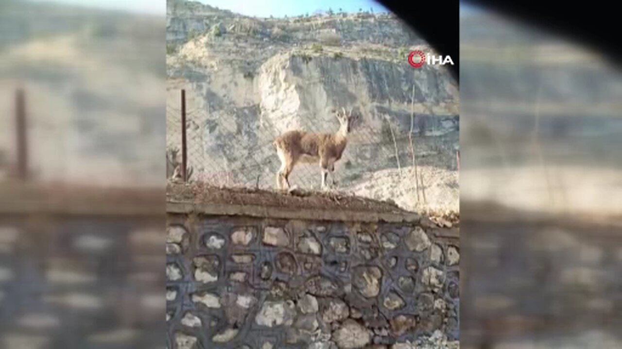 Vatandaşın dağ keçileriyle diyaloğu gülümsetti