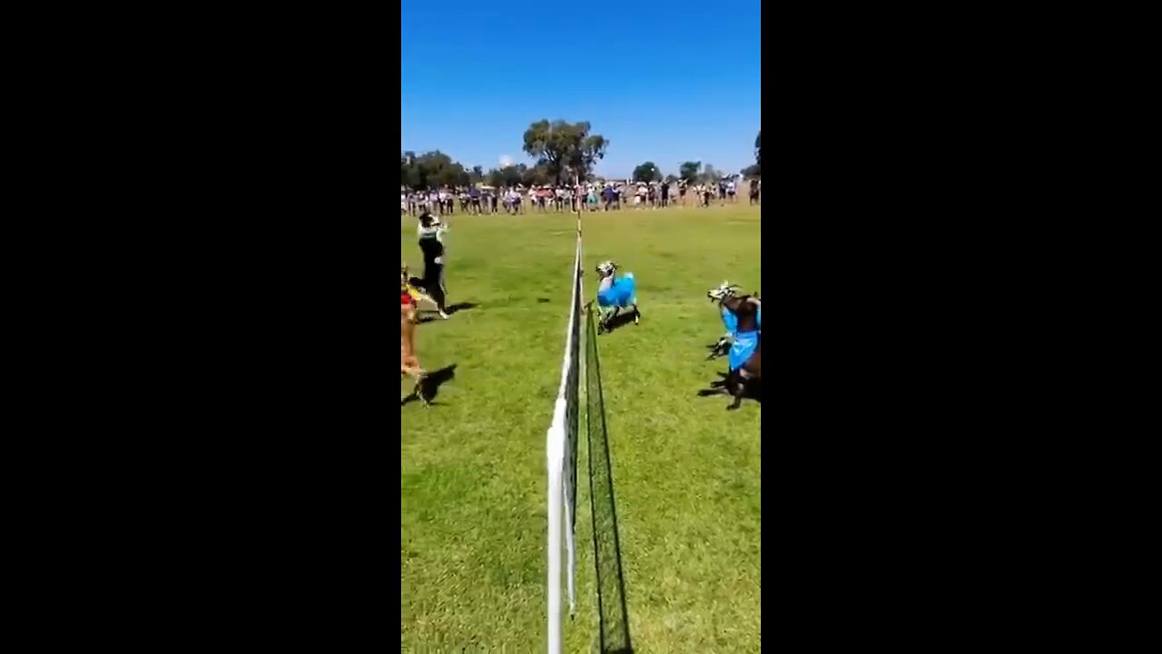 dogs 🐶 Vs goats 🐐 volleyball match 😱