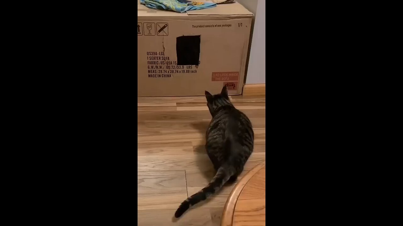 funny videos 🤣🤣