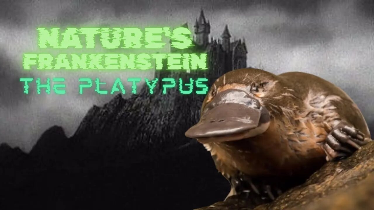 The Platypus Paradox: Nature’s Weirdest Mammal