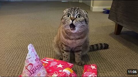When Your Cat Comes Home With a 'Surprise' Gift 😹 Funniest Cat Videos