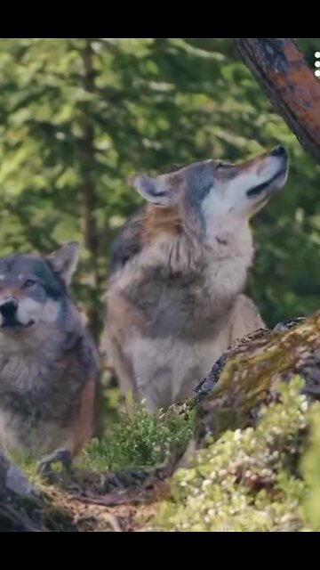 Wolves are natural team players!