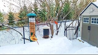 Live Cam Bird Feeder - Snowy Winter Countryside Backyard Birds and Squirrels watch