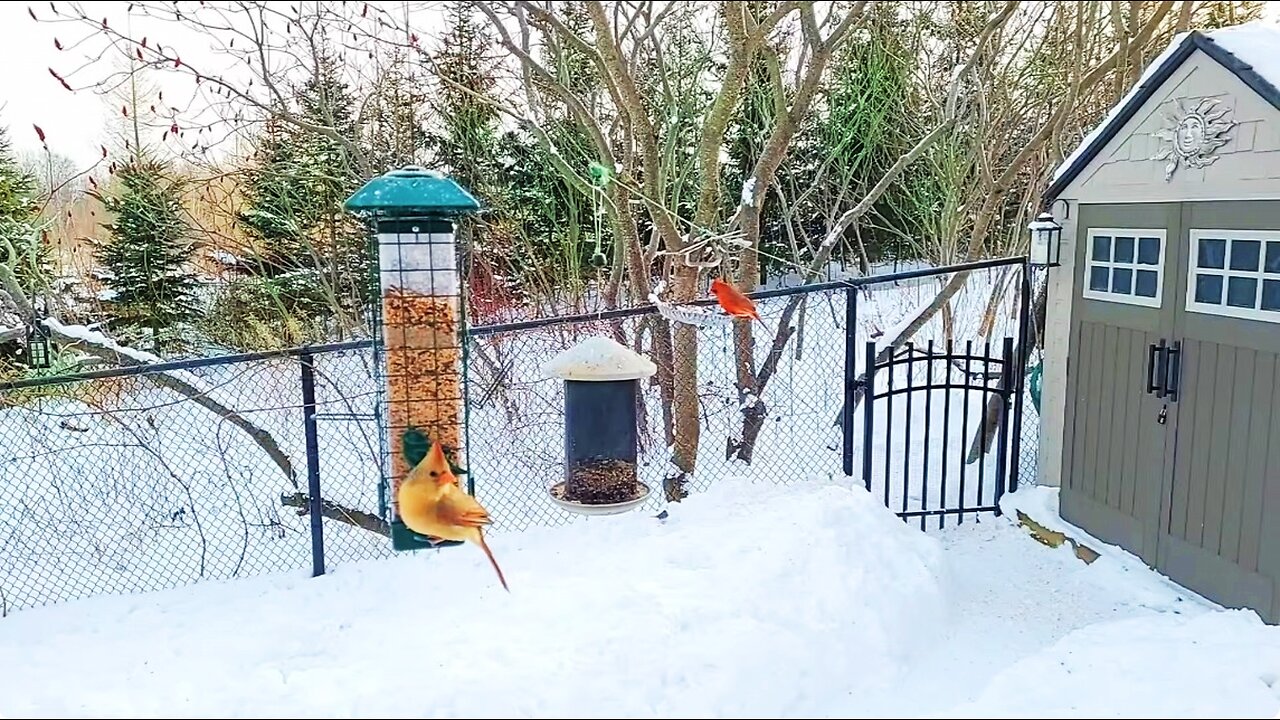 Live Cam Bird Feeder - Snowy Winter Countryside Backyard Birds and Squirrels watch