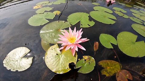 Water Lilies