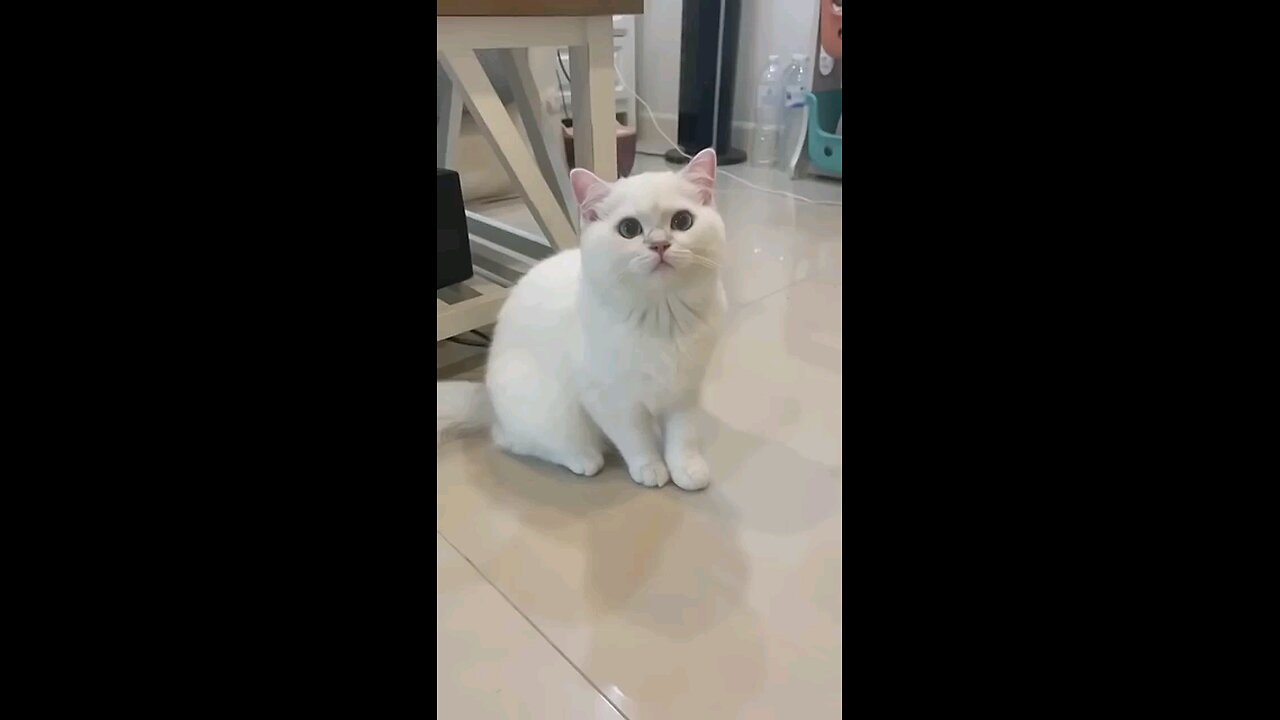 Cute pets funny laughing sound