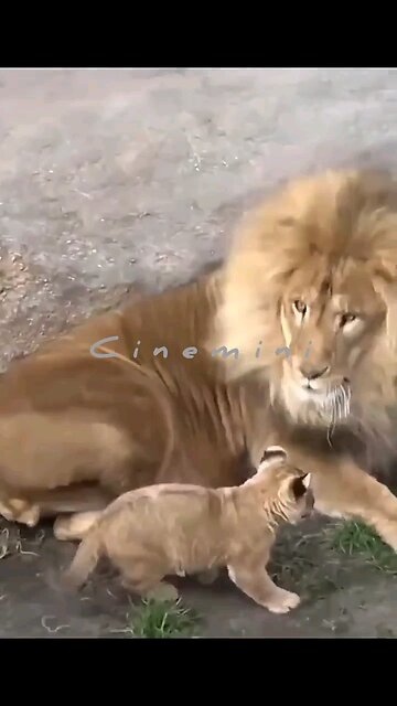 Live indiana wildlife sanctuary gir angry lions family together