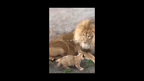 Live indiana wildlife sanctuary gir angry lions family together