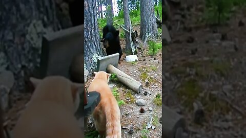 Cats vs Bears #funny