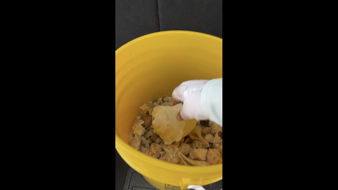 Hermit Crab Shells Delivered & Shoreline Cleanup | 4K