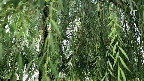 An Artist would Become the Tree