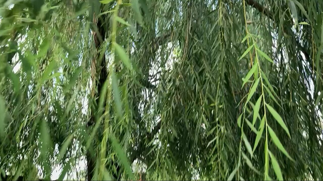 An Artist would Become the Tree