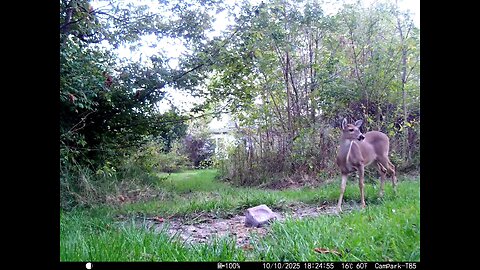 Deer Cam 10 10 2025 Game Cam Trail Camera