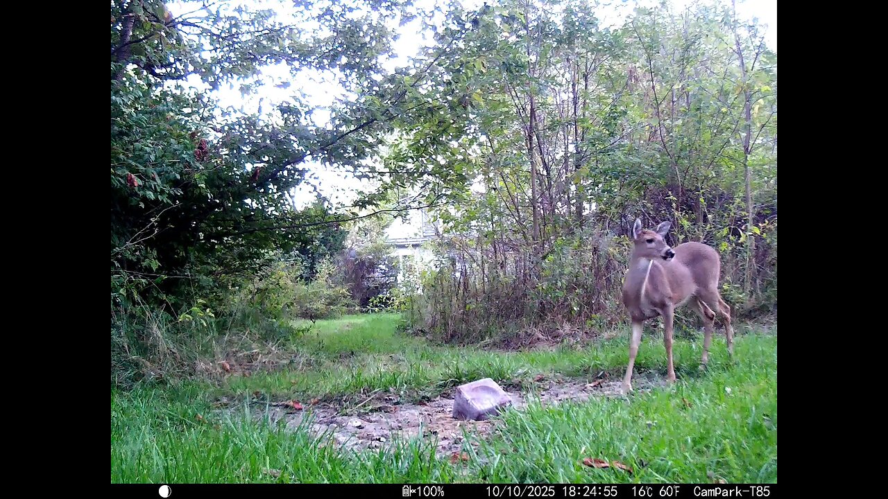 Deer Cam 10 10 2025 Game Cam Trail Camera