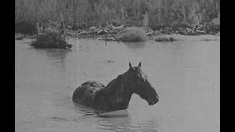 "Black Cyclone" (1925) Featuring Rex, King of the Wild Horses