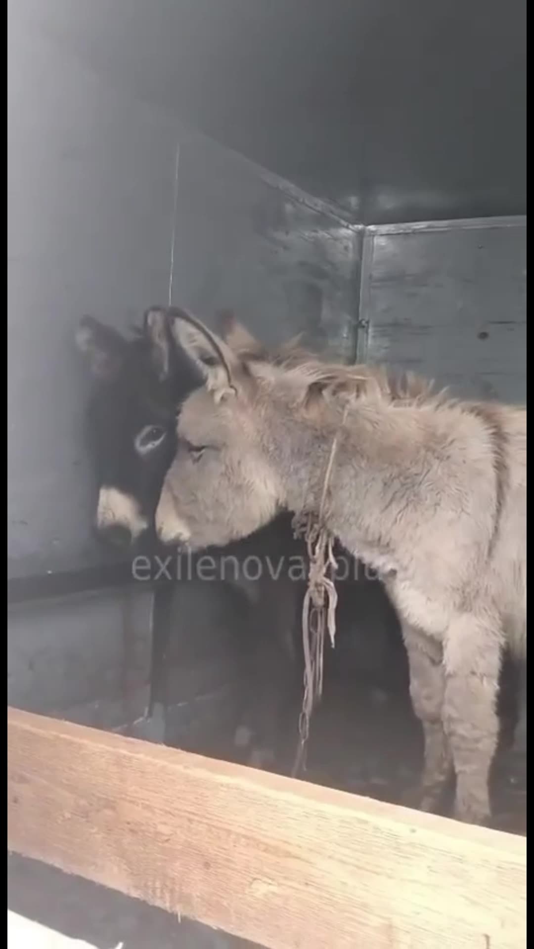 The Russian army continues to supply donkeys to the front lines without interruption.