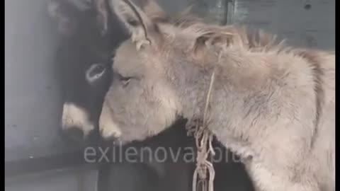 The Russian army continues to supply donkeys to the front lines without interruption.