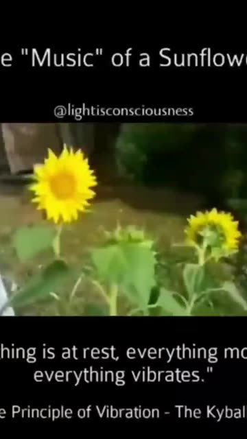 In one of that guy videos, he explains how he's getting the sunflower
