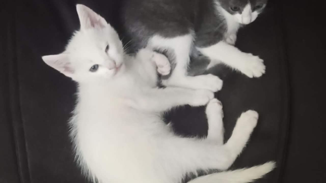 Cute kittens playing together
