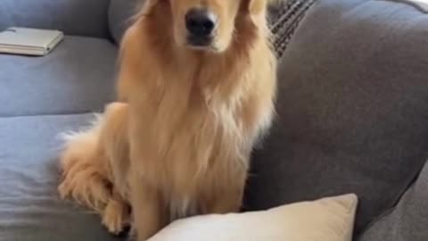 🐶😳 This Dog’s Reaction After Making a Mistake Is Too Real 😂✨