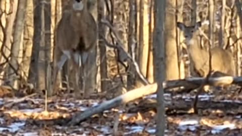 Midwinter Deer Searching for Food