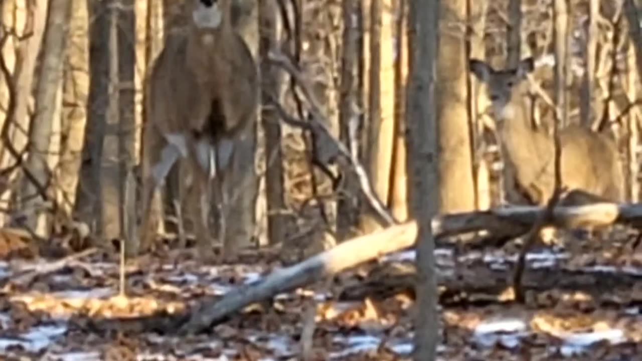 Midwinter Deer Searching for Food