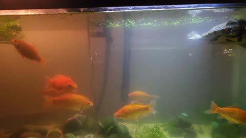 Moving Fish so we can Treat Algae