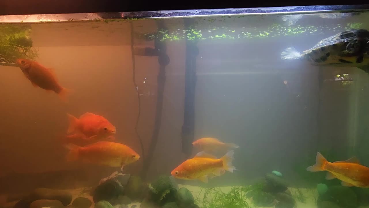 Moving Fish so we can Treat Algae