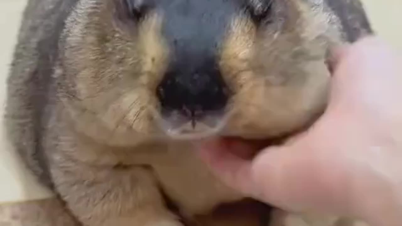 It's Animal name is marmot. It's is a so cute and peacefully animal.