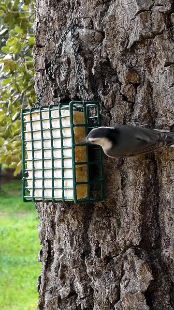 White-breasted Nuthatch🐦Acrobatic Suet Nibble