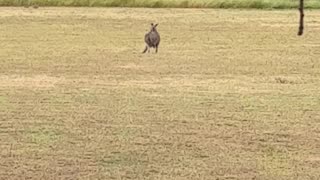 Birds and Kangaroo at Jaya