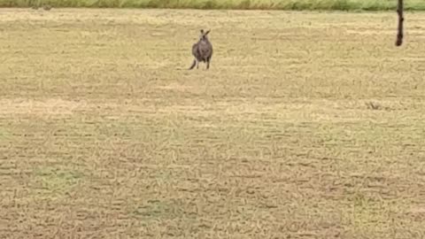 Birds and Kangaroo at Jaya