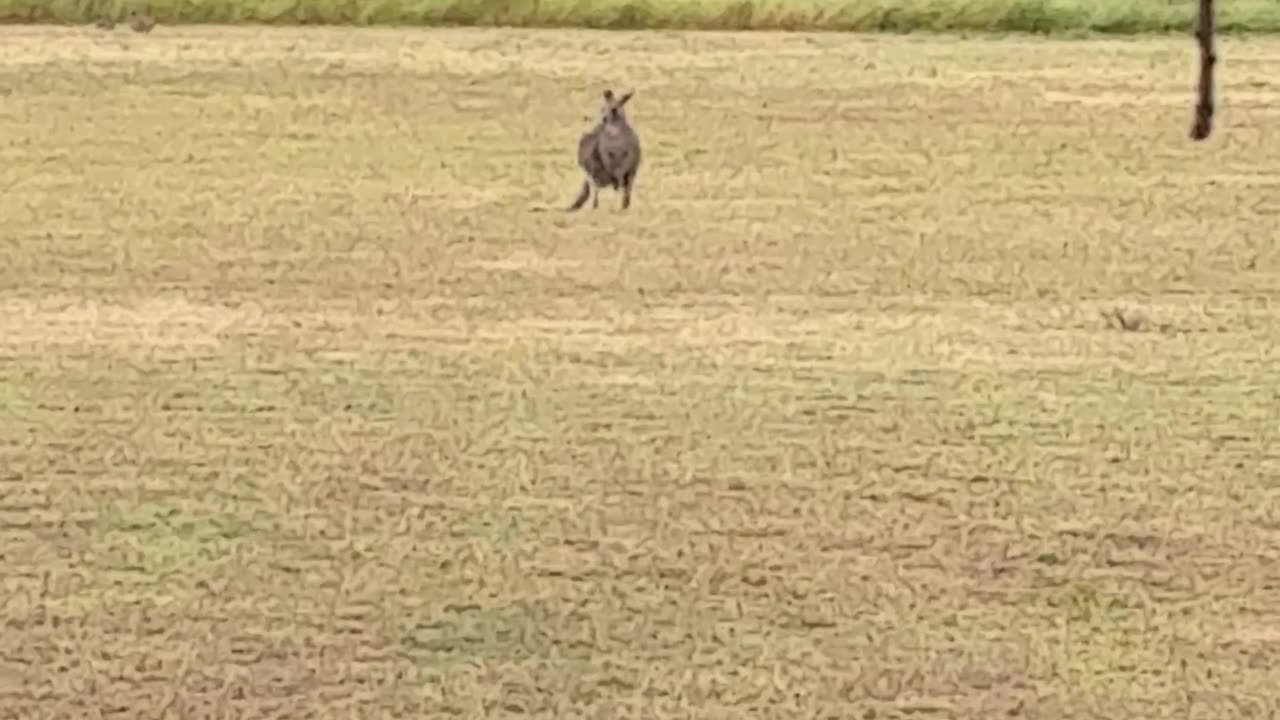 Birds and Kangaroo at Jaya