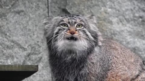 Chunky Pallas cat and ready for winter