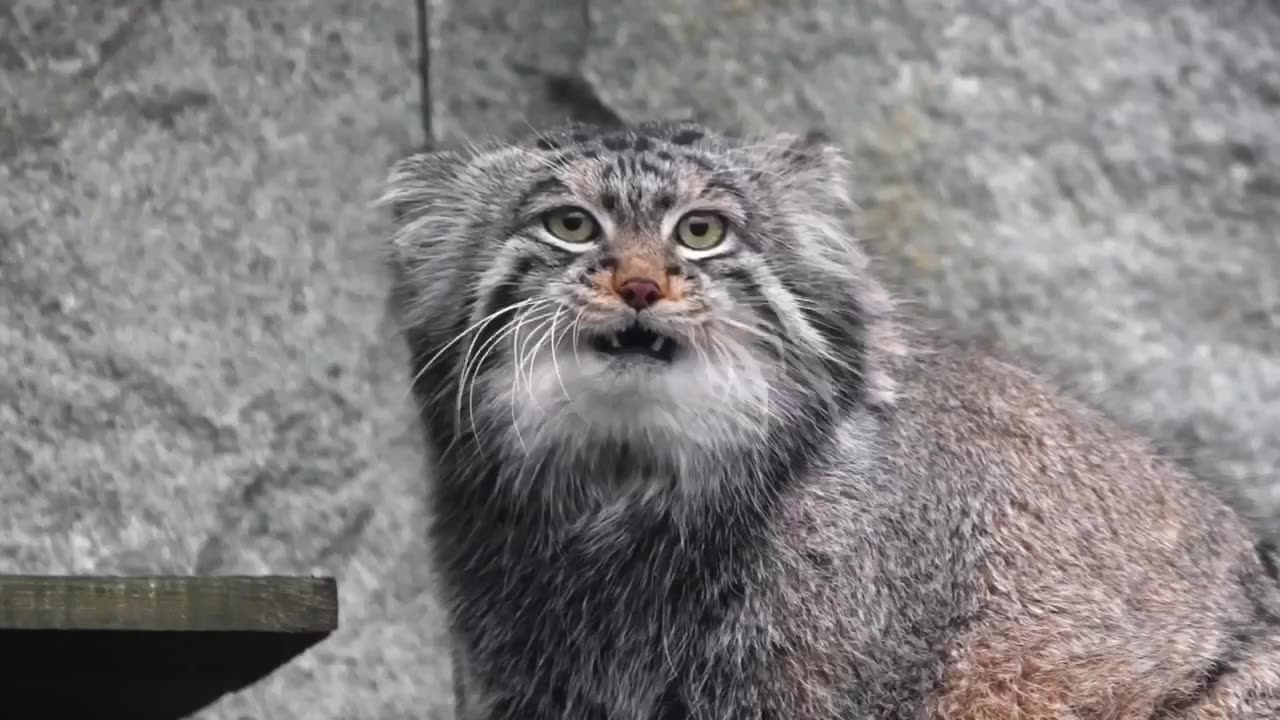 Chunky Pallas cat and ready for winter