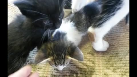 Kitties!