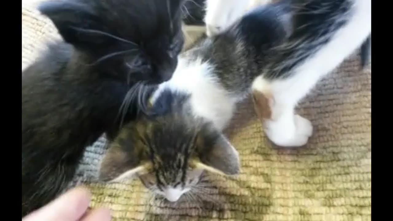 Kitties!