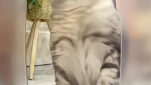 call your cat through the surveillance camera