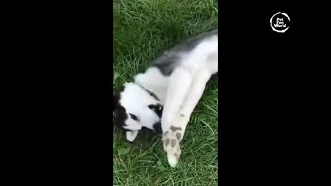 Best Funny Animals of Cats and Dogs New Videos p.5