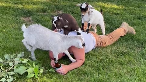 Goat Nibbles On Owner's Neck