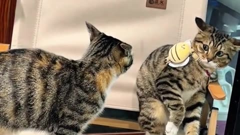cute animals