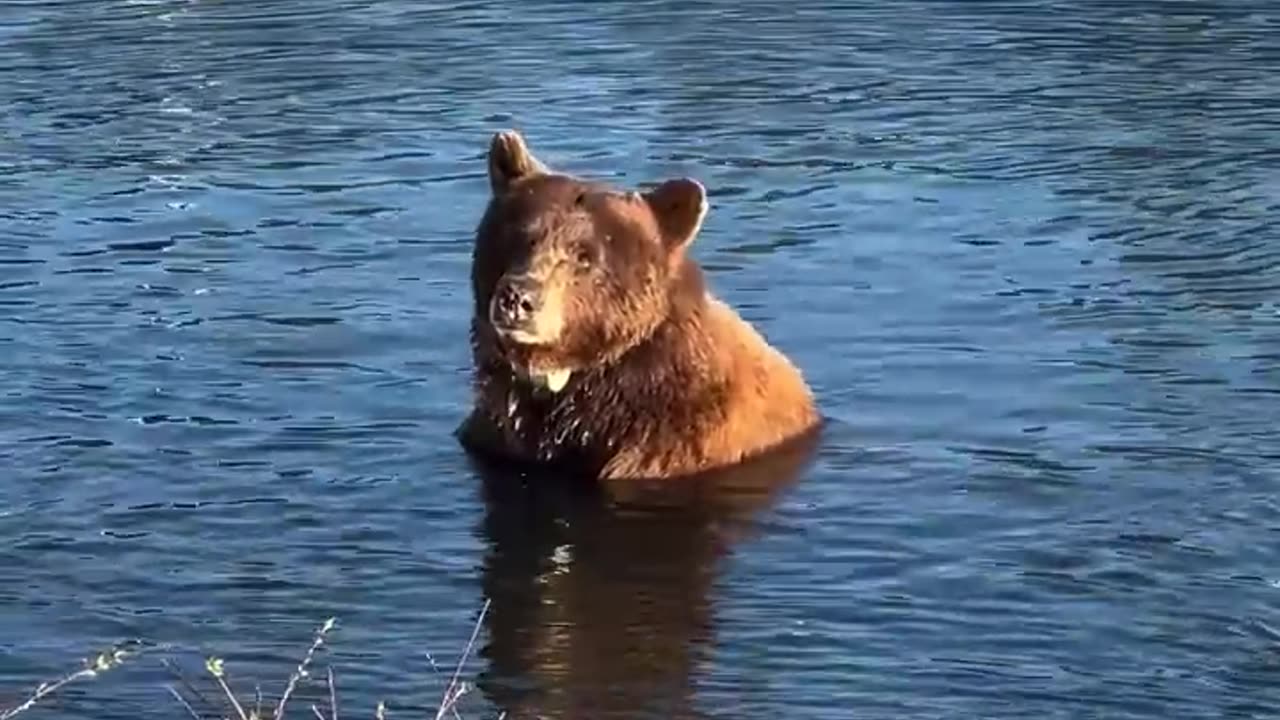 Lakeside Bath With a Brown Bear