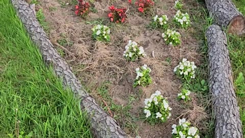 "Planting 17 Boutique Sedum in as many minutes"