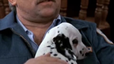 Valuable dog