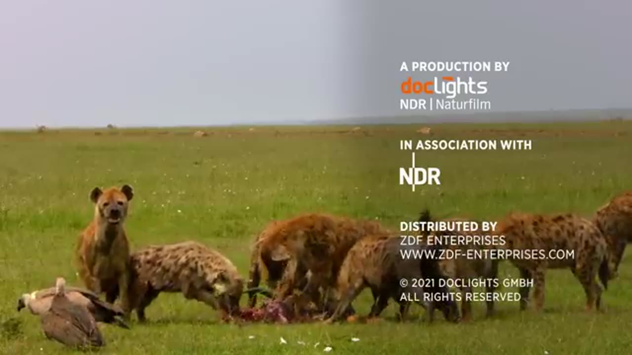 Explore The Clash Of The Lions And Hyers